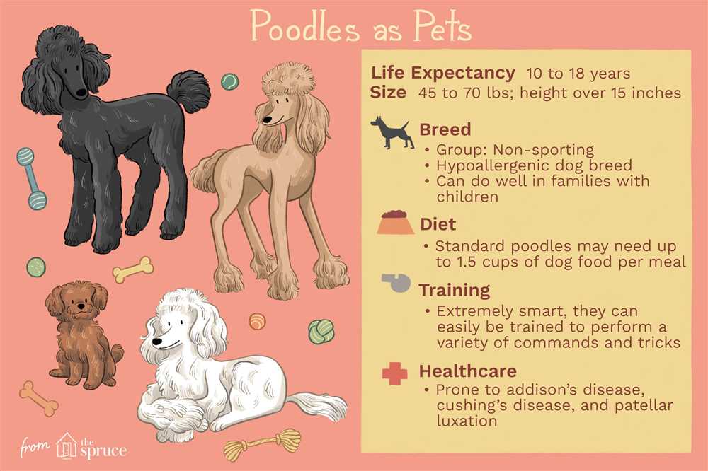 Standard Poodles as Therapy Dogs
