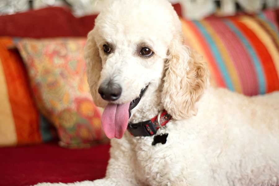 Standard Poodles as therapy dogs: Their unique qualities and impact on mental health