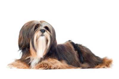 Striking a Pose: Showcasing the Lhasa Apso Dog Breed in Stunning Photographs