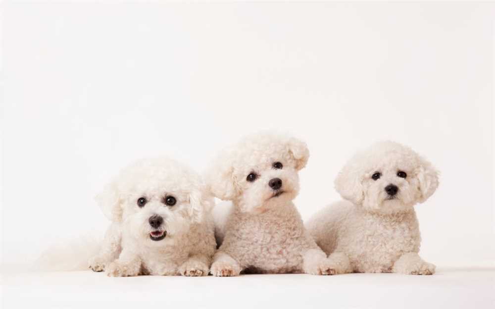 The Adorable Bichon Frise: A Pictorial Journey through this Popular Dog Breed