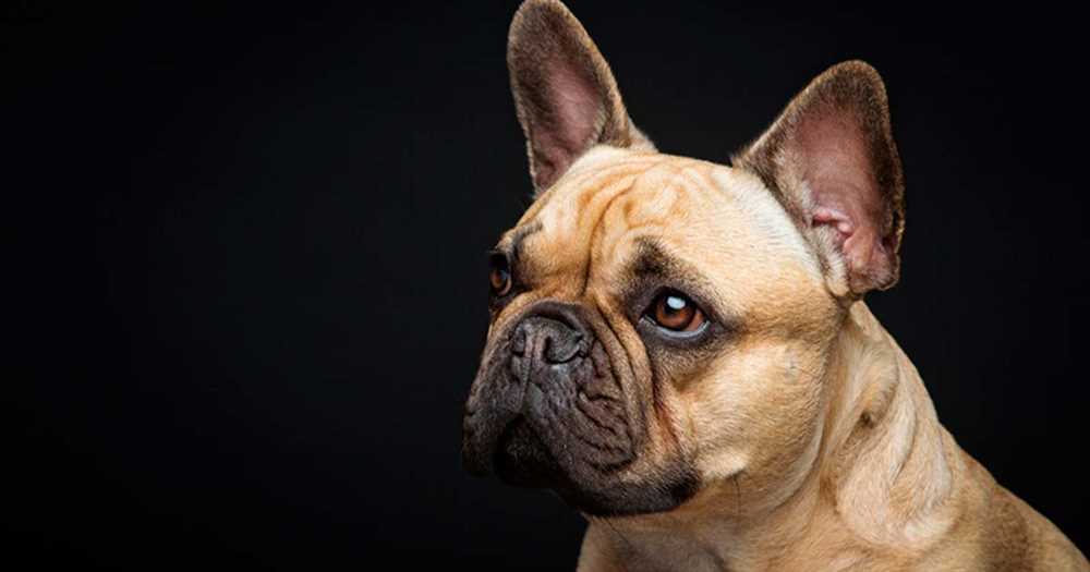 The Adorable World of French Bulldogs: A Visual Journey