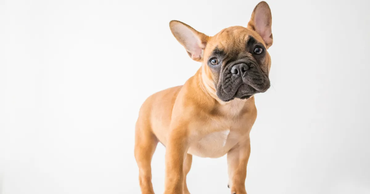 The adorable world of French Bulldogs: A visual journey through the popular dog breed