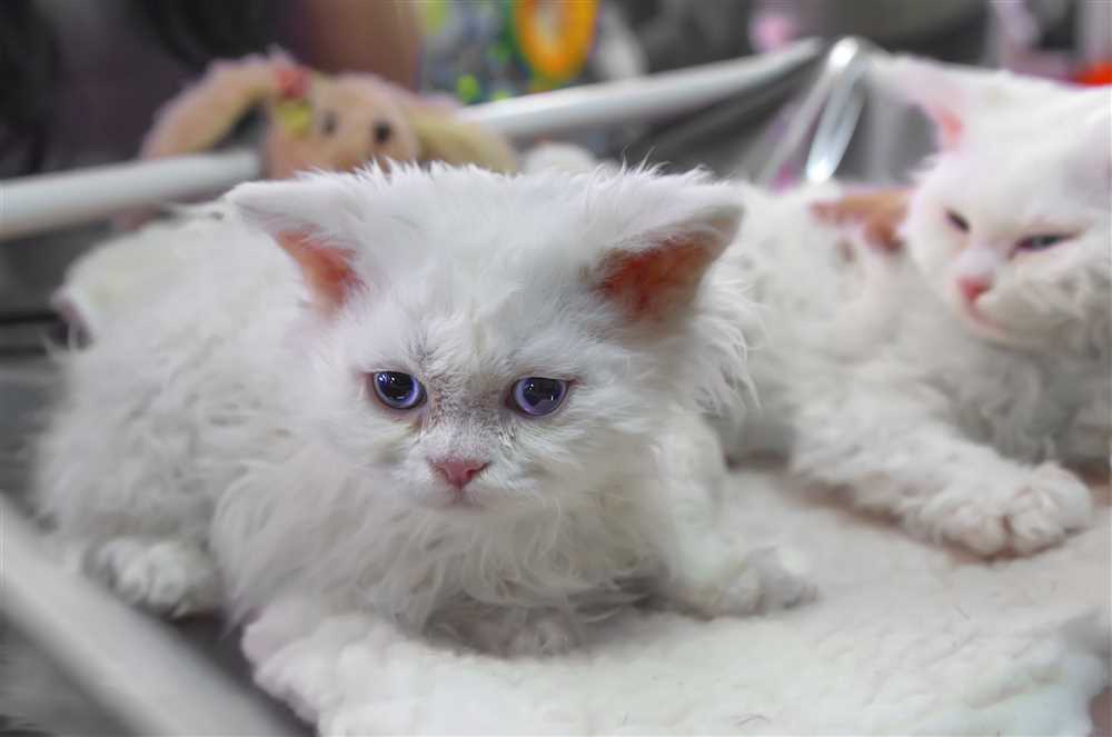 The Allure of Selkirk Rex Cats: Admiring the Captivating Picture of this Curly-Coated Breed