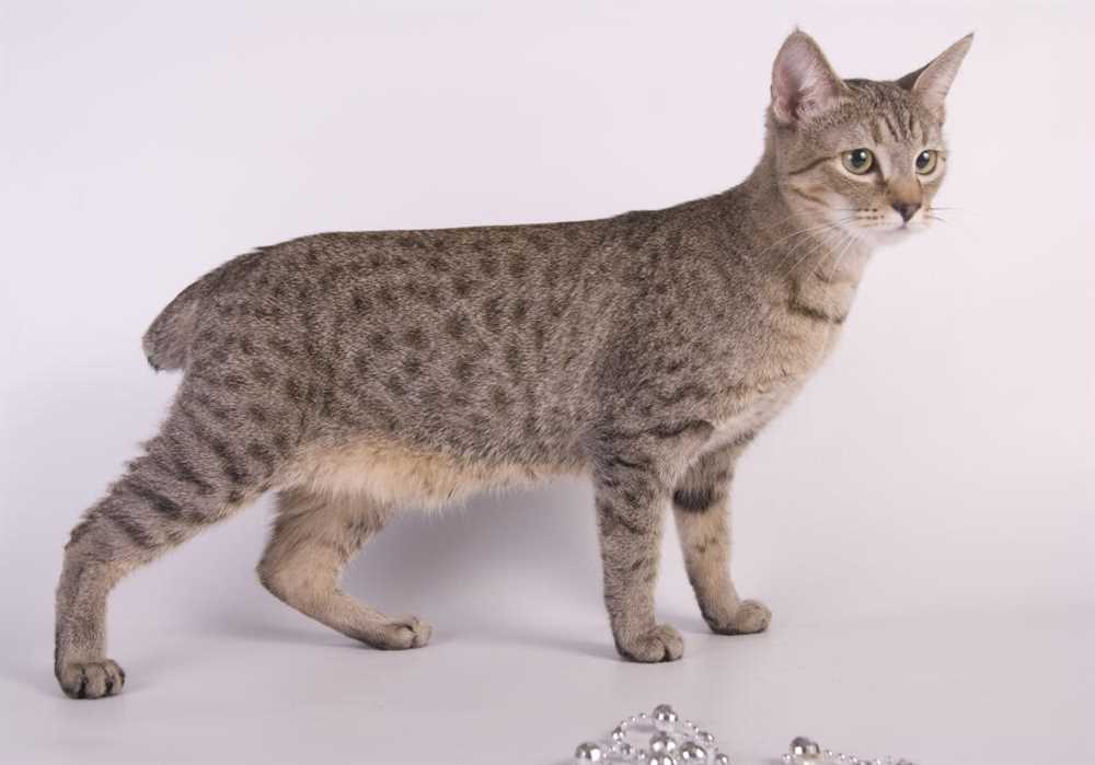The American Bobtail: A Unique and Affectionate Breed of Cat