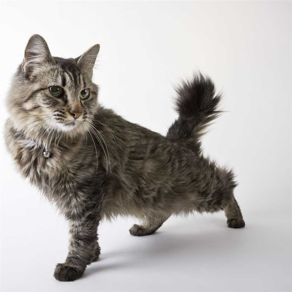 The American Bobtail: A Unique and Affectionate Breed of Cat