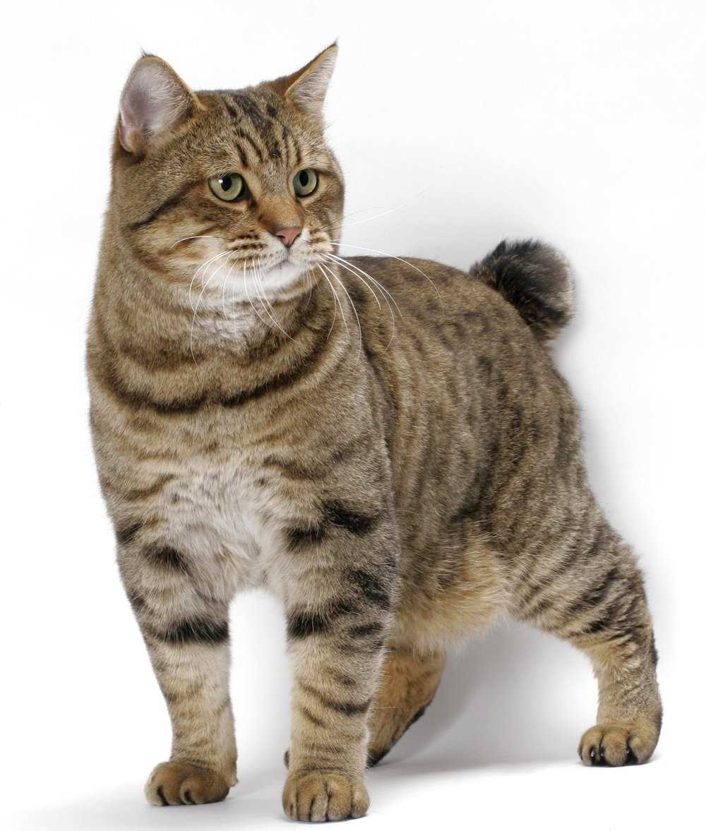 A Look at the Origins of the American Bobtail Cat