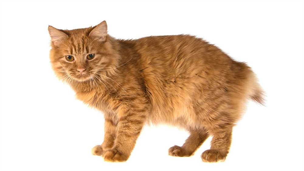 Characteristics of the American Bobtail Cat
