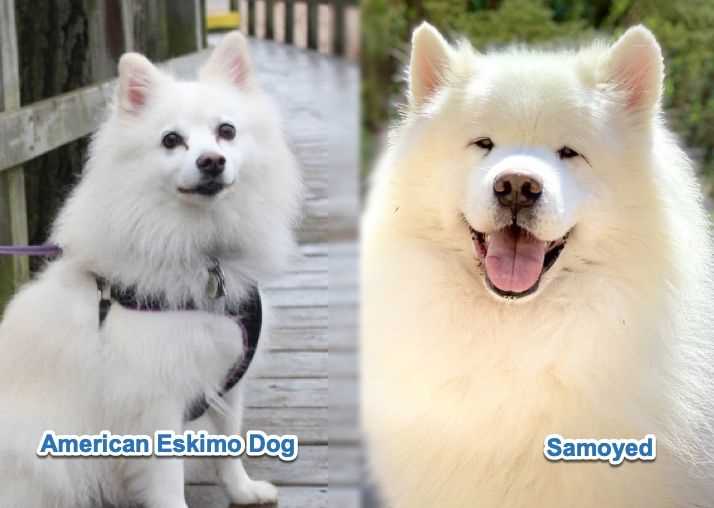 The American Eskimo: A Versatile and Adaptable Breed