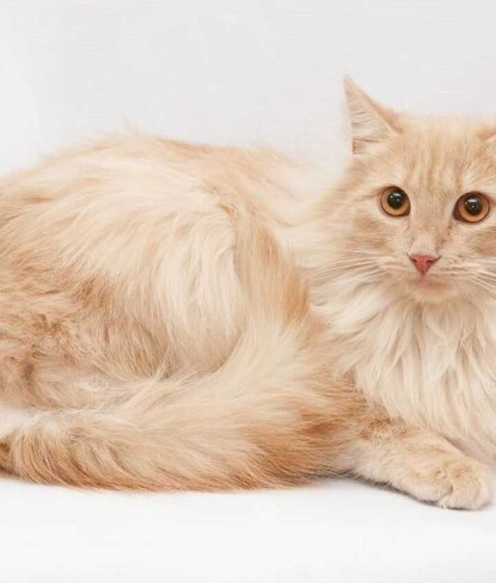 The Attractiveness and Maintenance of Domestic Long Hair Cats