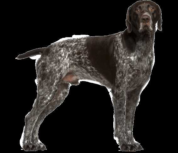 Top-rated activities for German Shorthaired Pointers