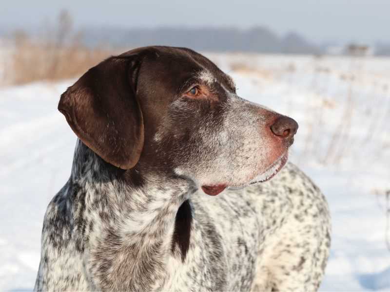 The Best Activities for German Shorthaired Pointers