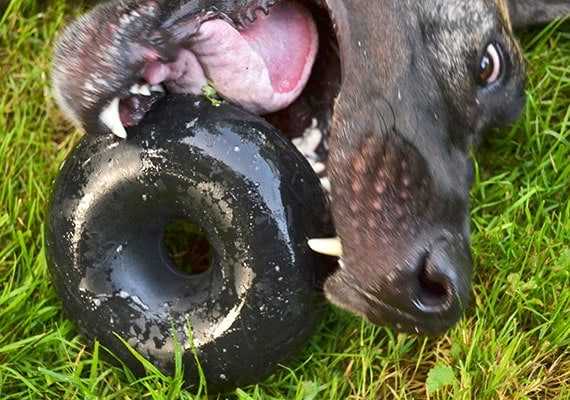The Best Dog Chews for Aggressive Chewers
