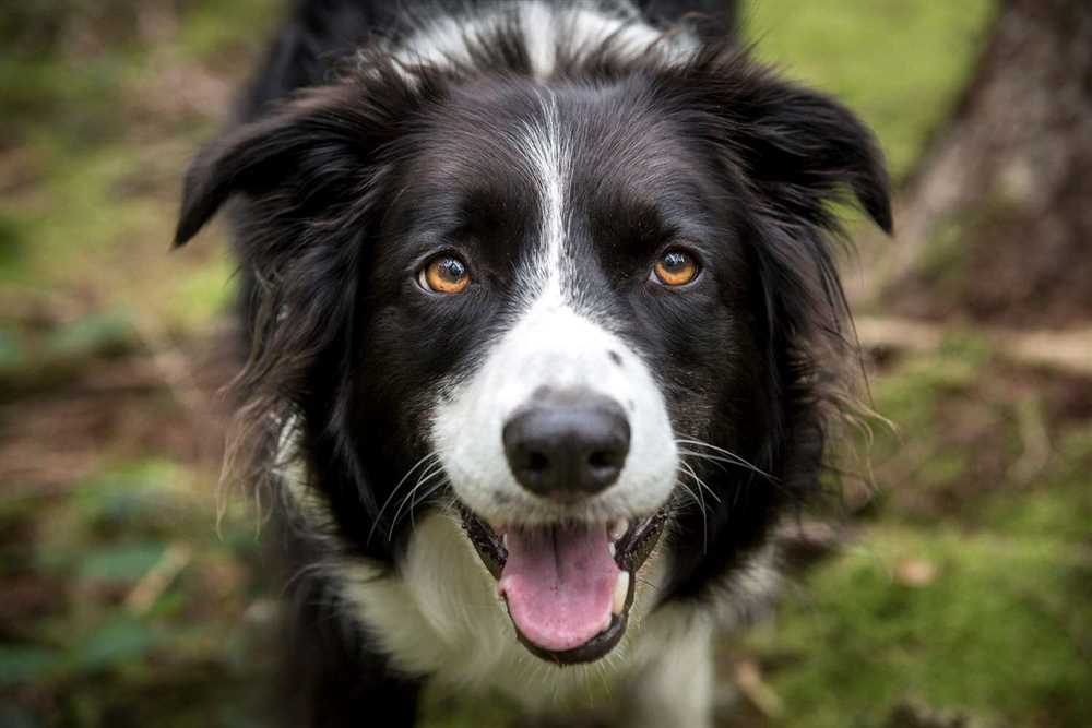 The Border Collie: A Highly Intelligent and Energetic Breed of Dog