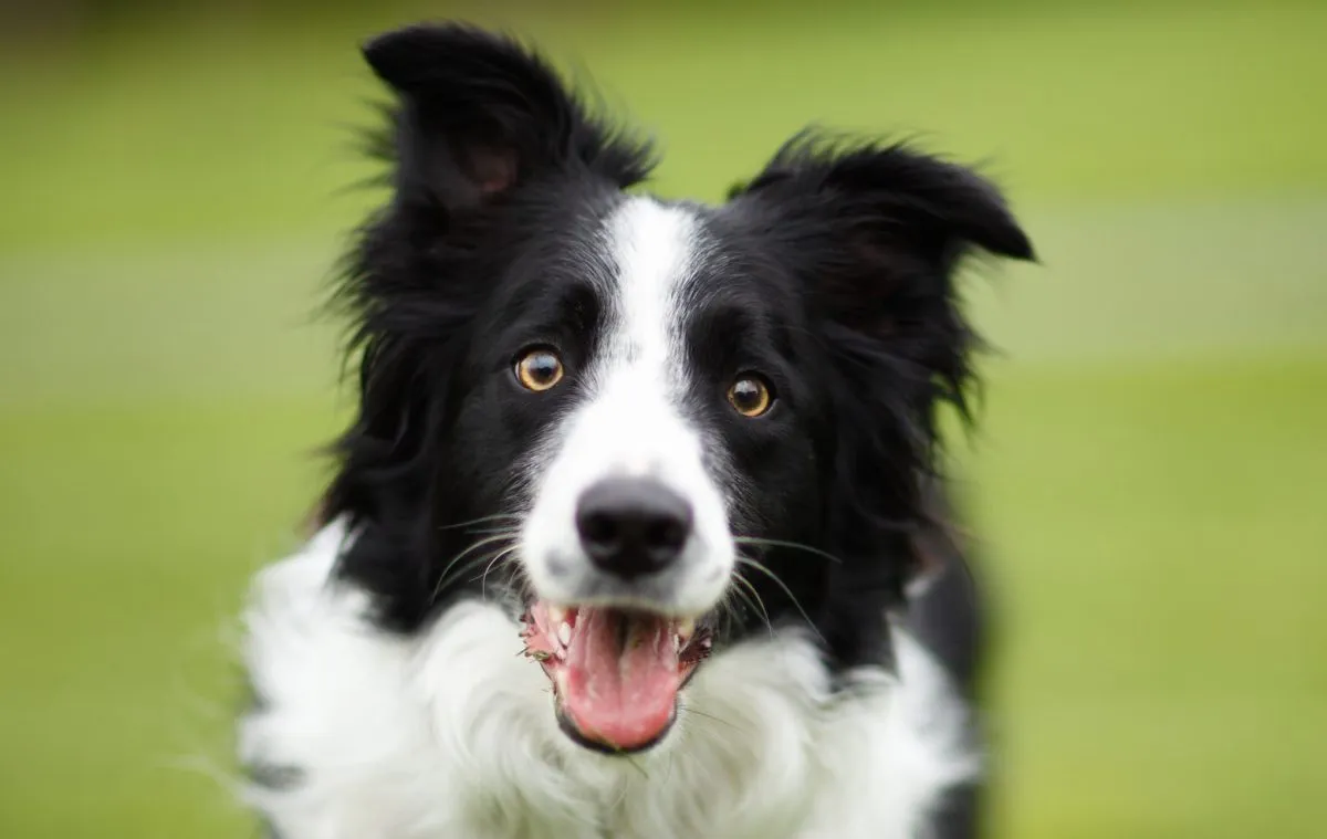 The Border Collie: A Great Companion for Active People and Families