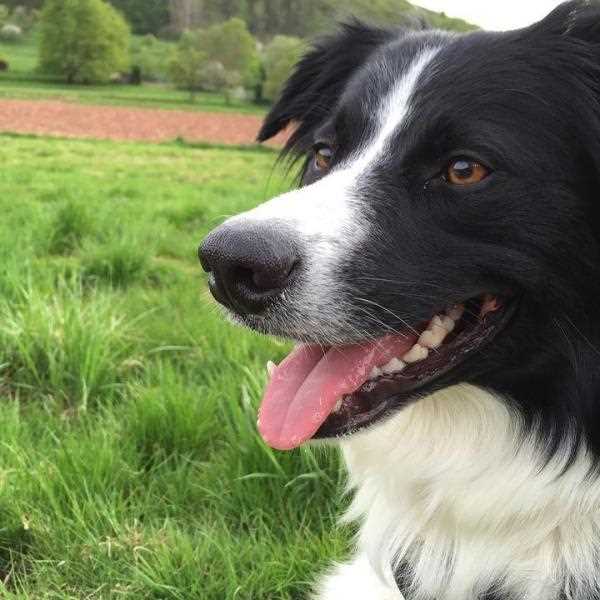The Border Collie: A Perfect Companion for Active Individuals and Families