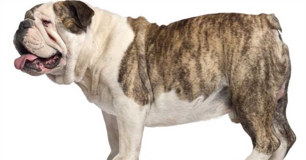 The Bulldog: A Pictorial Guide to this Iconic Dog Breed