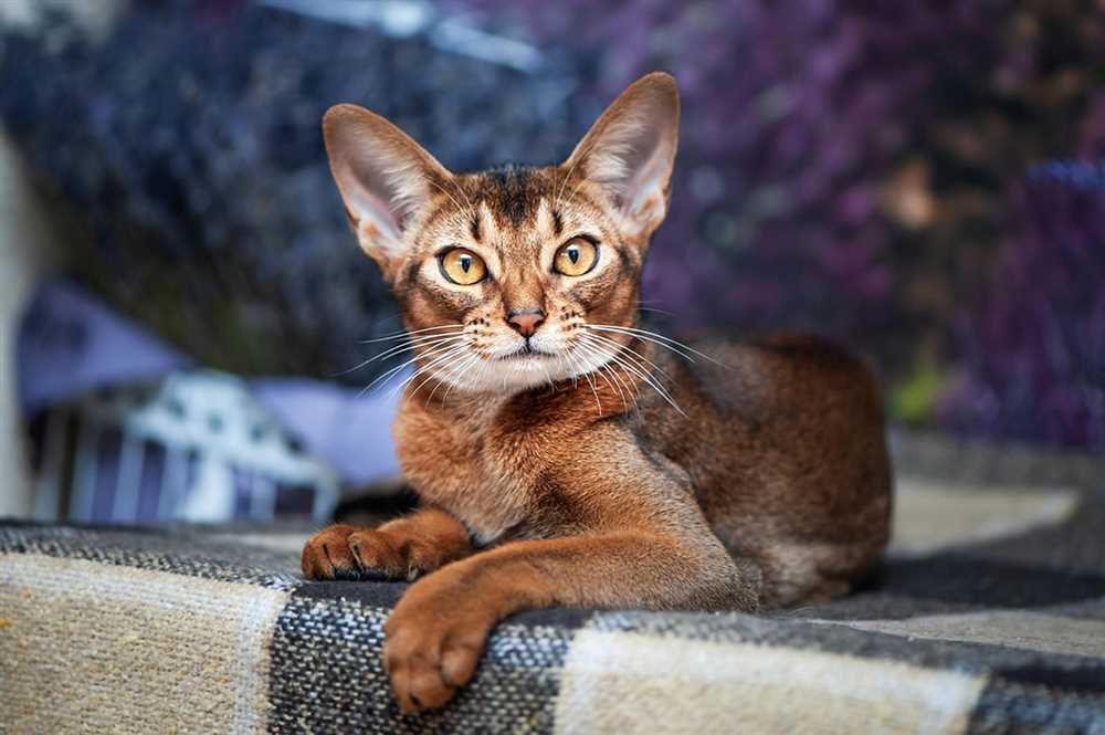 The Care Guide: Tips and Tricks for Raising an Abyssinian Cat
