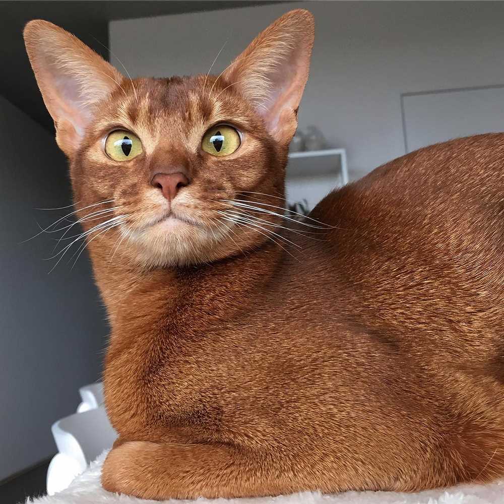 The Abyssinian Cat: A Special Kitty