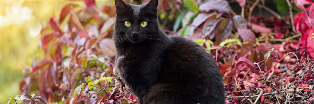 Discover the Elegance of Bombay Cats