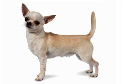 The Personality of Chihuahua Smooth Coat: Traits and Temperament