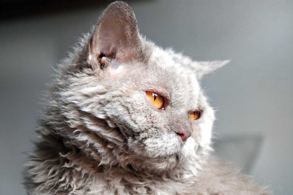 The Charm of the Selkirk Rex: Understanding Their Playful and Affectionate Nature