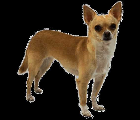 The Chihuahua Long: A Refined and Luxurious Personality