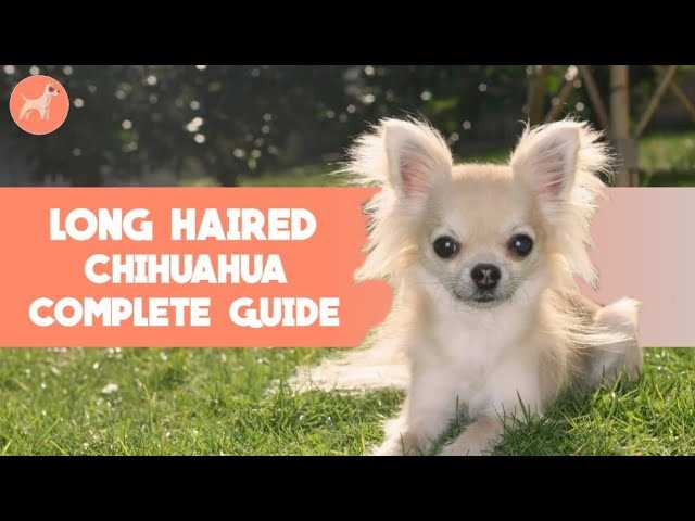 The Chihuahua Long: A Stylish and Elegant Companion