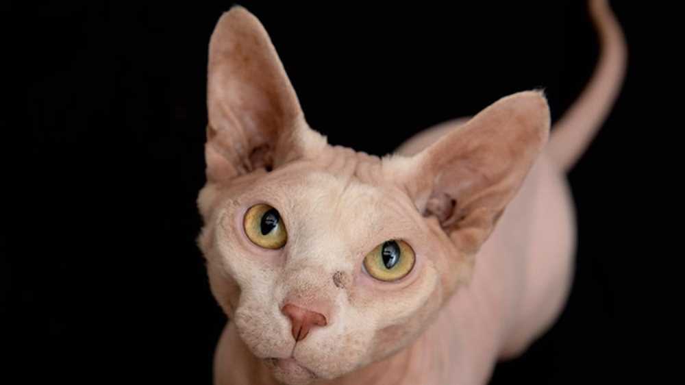 The Curious Case of the Sphynx: Unraveling the Mysteries of Hairless Cats