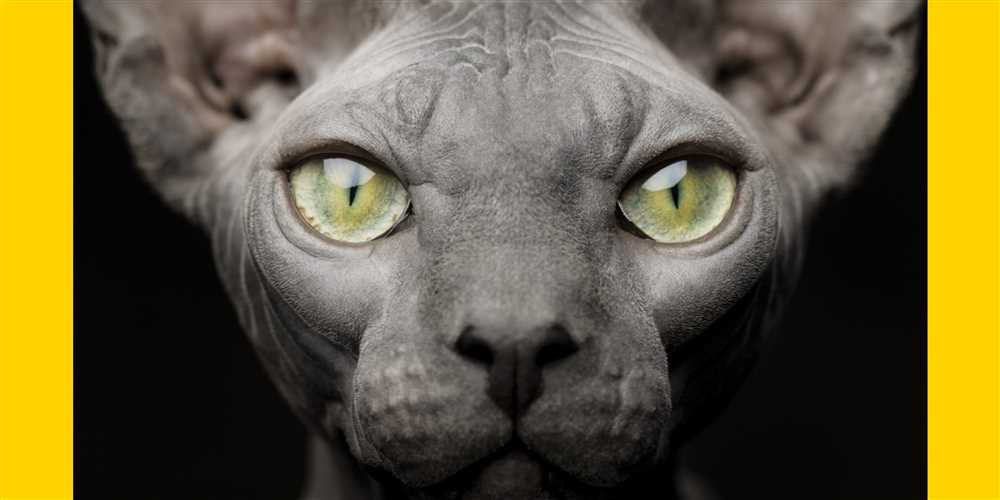 The Curious Case of the Sphynx: Unraveling the Mysteries of Hairless Cats