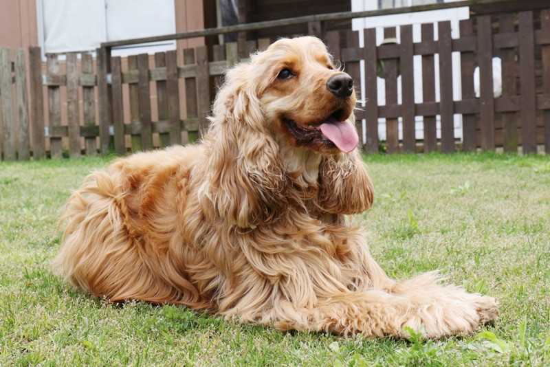 The Beautiful and Adorable American Cocker Spaniel