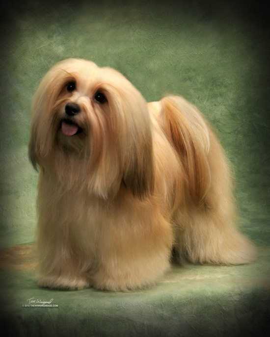 The Most Lovely Canines: Breathtaking Havanese Dog Breed Images