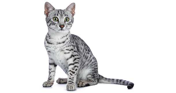 The History of the Egyptian Mau