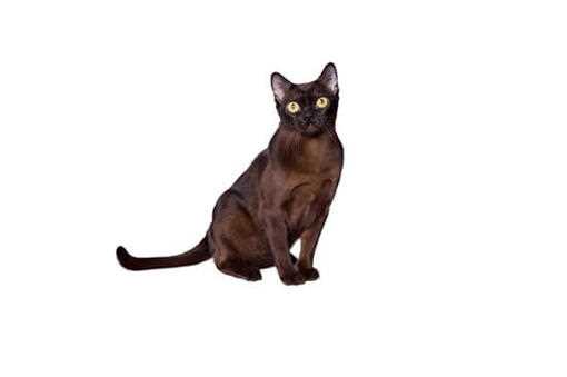 The Elegant and Affectionate Burmese Cat: A Perfect Pet for Any Home