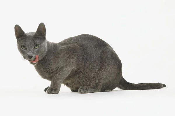 The Enchanting Elegance of Russian Blue Cats