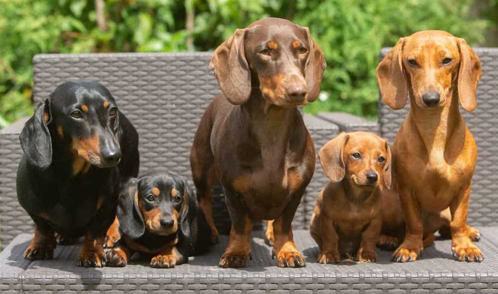 The Endearing Dachshund: A Photo Gallery of this Beloved Breed