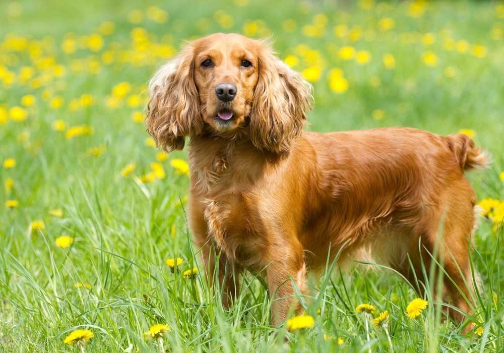 The English Cocker Spaniel: A Beloved Breed with a Rich History