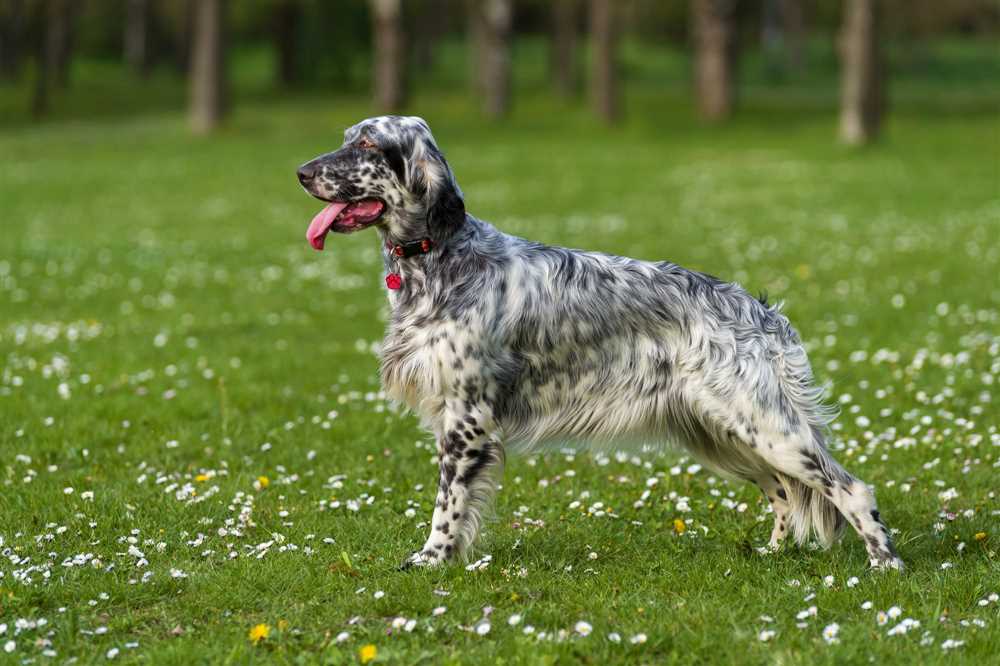 The English Setter: An Elegant and Athletic Breed