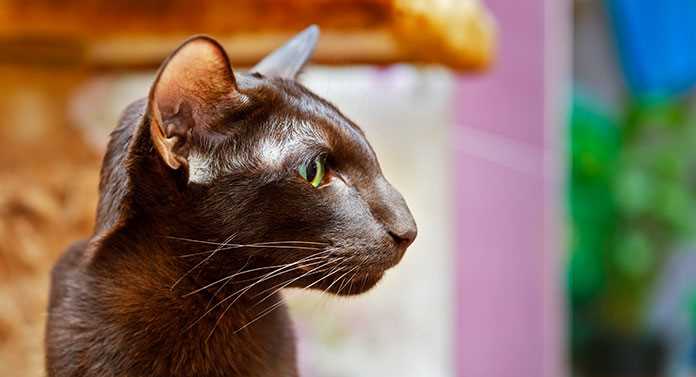 The Enigmatic Havana Brown Cat Breed in Pictures