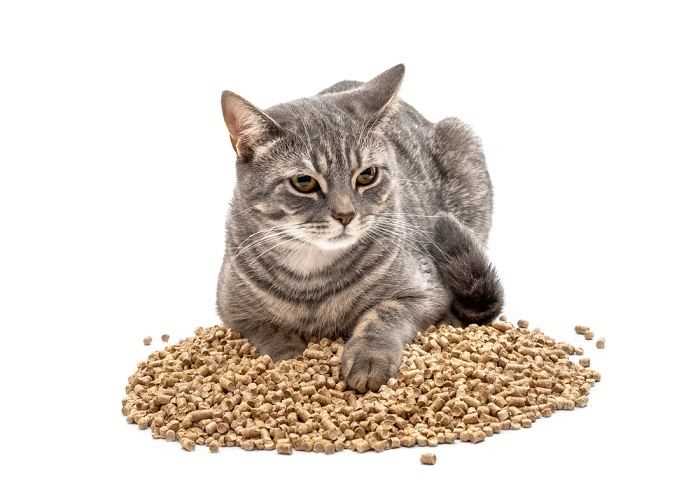 Green Alternatives for Eco-Friendly Cat Owners