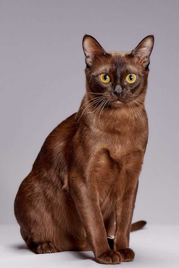 The European Burmese Cat: Breeding, Showing, and Popular Varieties