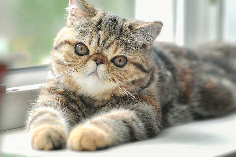 The Exotic Shorthair: An Unusual Breed with an Opulent Fur