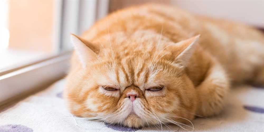 The Exotic Shorthair: A Unique Breed with a Luxurious Coat