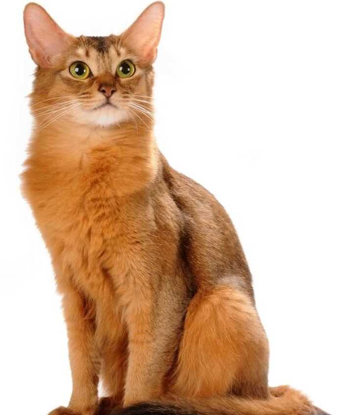 The Fascinating History and Characteristics of the Somali Cat Breed