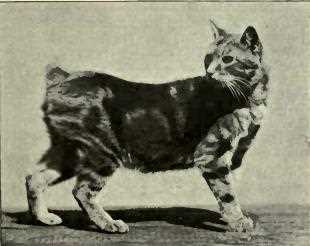The Historical Background of the Manx Cat