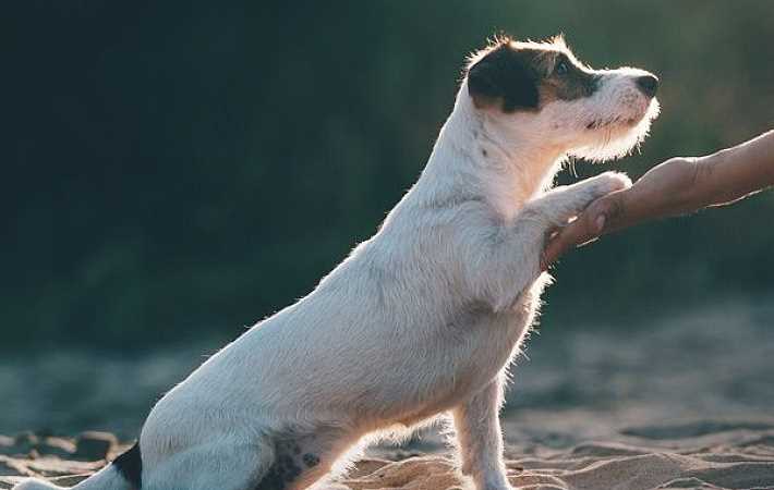 The Health and Care of Jack Russell Terriers