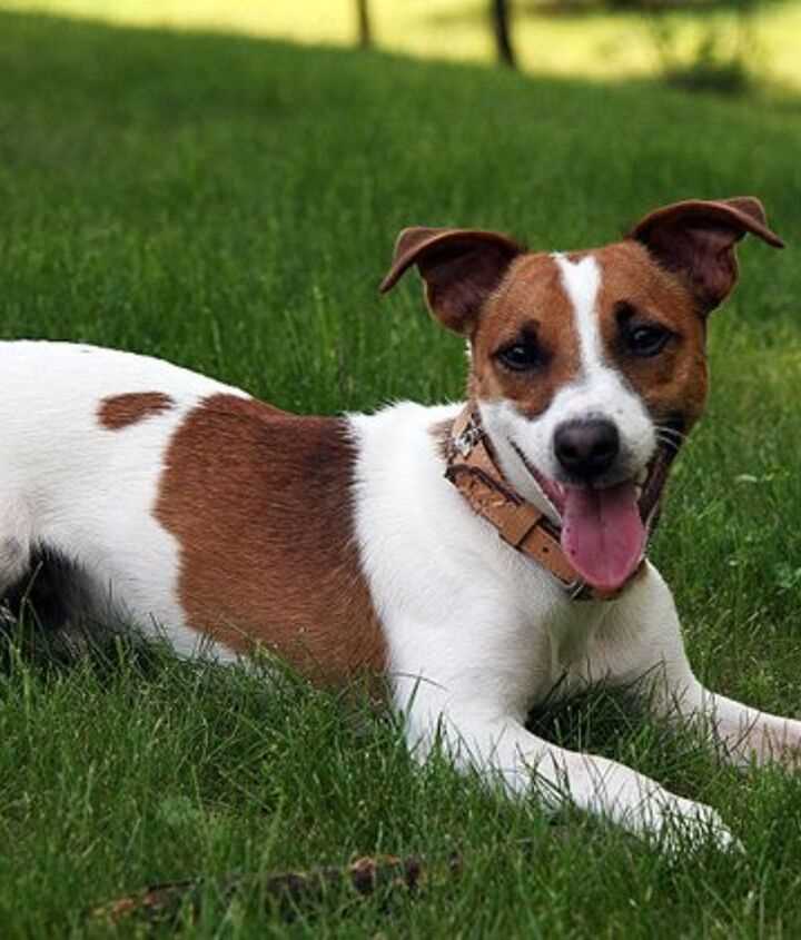 Maintaining Your Jack Russell Terrier's Well-being