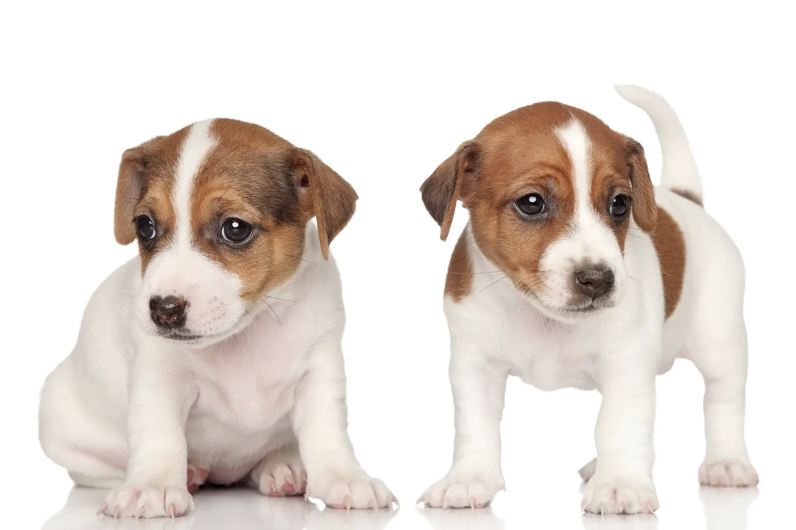 The Health and Care of Jack Russell Terriers: Tips for Keeping Your Pet Happy and Healthy