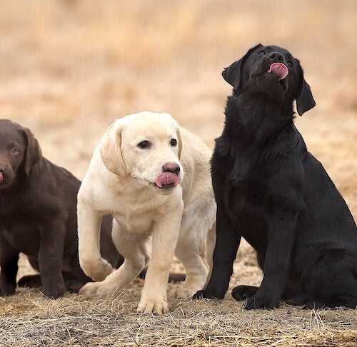 The Health and Care of Labrador Retrievers: Common Issues and Prevention Tips