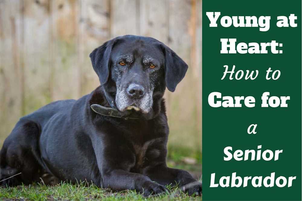 The Health and Care of Labrador Retrievers: Common Issues and Prevention Tips