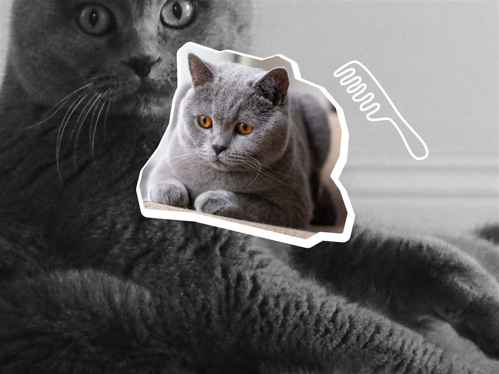The History and Characteristics of the British Shorthair Cat